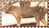 tasmanian tiger